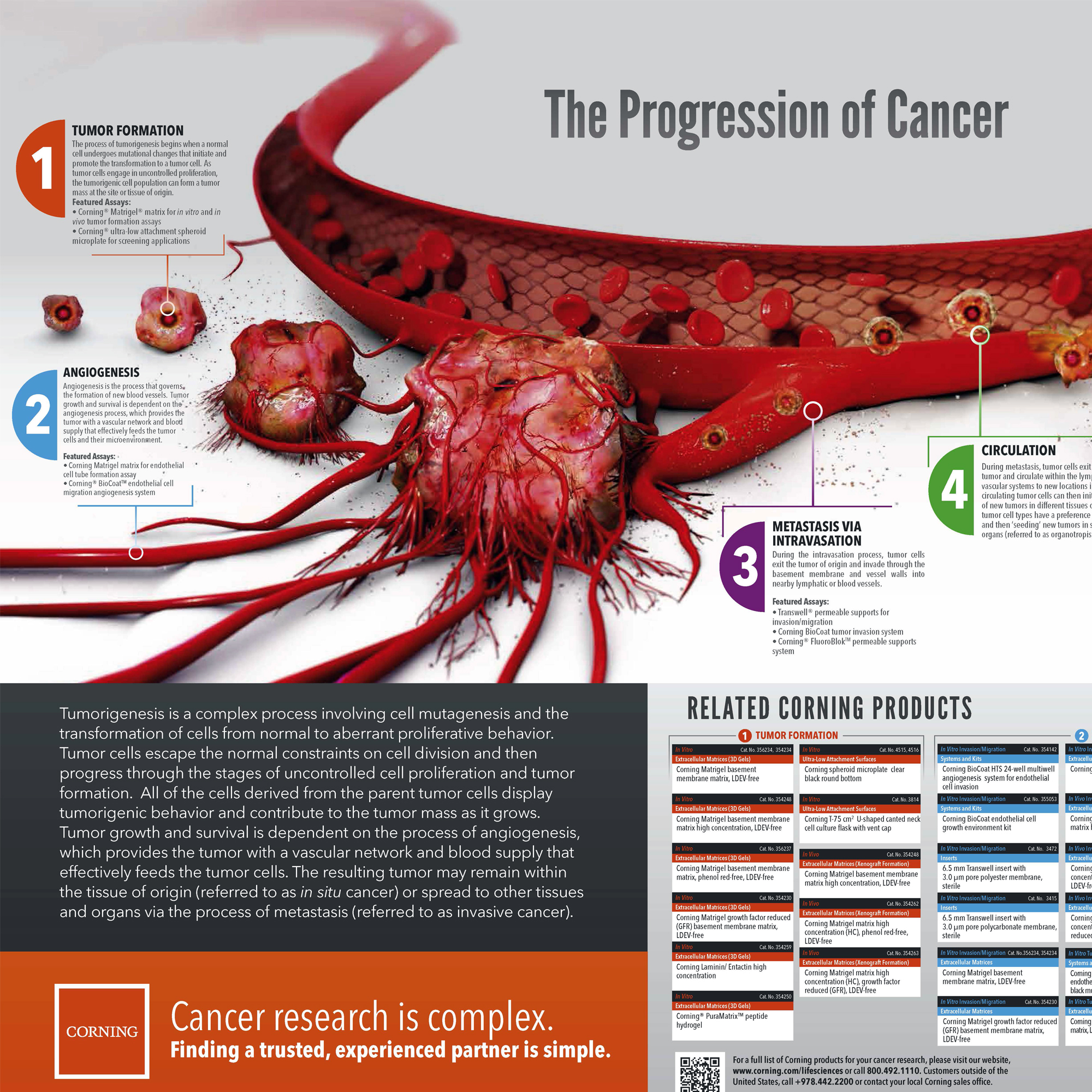 progression-of-cancer-poster-corning-life-sciences